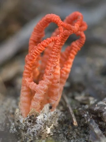 A Red Tentacle fungus (Colus pusillis) in Warwick Bushland.